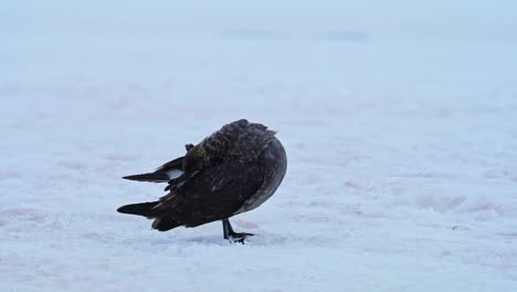 Antarktischer-Seevogel-Auf-Schnee-Und-Eis,-Südpolar-Skua-Vogel-Aus-Nächster-Nähe-In-Winterlandschaft-Auf-Weißem,-Schneebedecktem-Boden,-Beschneiden-Und-Reinigen-Seiner-Federn-Auf-Der-Antarktischen-Halbinsel