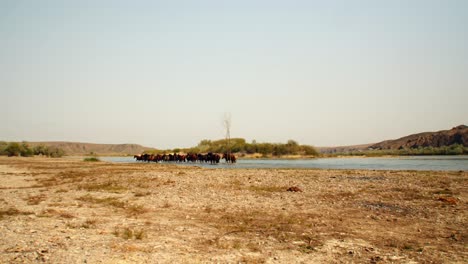 Filmreife-Schönheit-Frei-Herumlaufender-Pferde,-Die-Am-Fluss-Entlanglaufen,-Rennen-Und-Trinken,-Mit-Verspielten-Kälbern