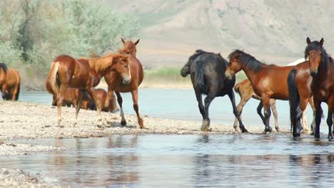 El-Espíritu-Indómito-De-Los-Caballos-Salvajes,-Ganado-Domesticado,-Que-Deambulan-Libremente-En-El-Calor-Del-Verano