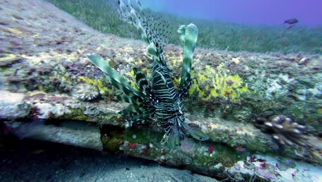 Common-Lionfish-On-Red-Sea-Bottom-In-Dahab,-Egypt