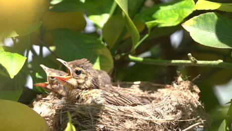 True-thrush-bird-in-nest-feed-babies-chicks