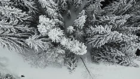 Overhead-View-Of-Fir-Trees-Snow-Covered-During-Winter-In-Idaho,-United-States