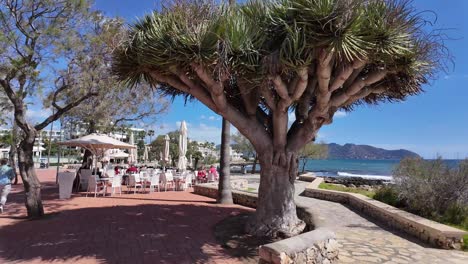 Beautiful-sunny-promenade-near-Mediterranean-Sea-with-big-dragon-tree,-terrace-and-pedestrians