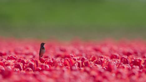 Einsamer-Blaukehlchenvogel-Steht-Inmitten-Eines-Leuchtend-Roten-Tulpenfeldes,-Unter-Klarem-Himmel,-Tag