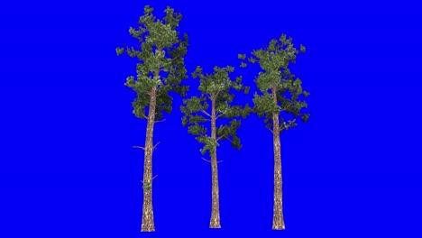 3D-Koniferenbaumgruppe-Mit-Windeffekt-Auf-Blauem-Bildschirm,-3D-Animation