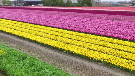 Tulipanes-Vibrantes-Que-Crecen-En-La-Granja-De-Flores-En-Holanda