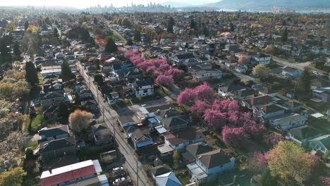 drojne-shot-over-vancouver-neighborhood-and-residential-area-at-spring-with-cherry-blossom-in-the-streets-and-vancouver-city-in-the-background,-burnaby,-british-columbia,-canada