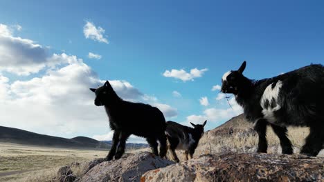Nigerian-Dwarf-Goats-playing-and-eating-in-the-desert