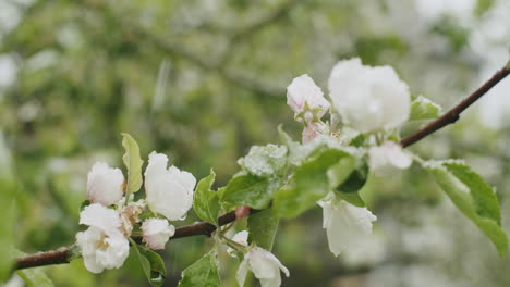 Close-up-shots-of-apple-blossoms-on-a-branch-during-snowfall-in-mid-april-in-southern-Germany