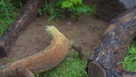 Komodo-dragon-between-two-tree-trunks-lying-on-the-ground