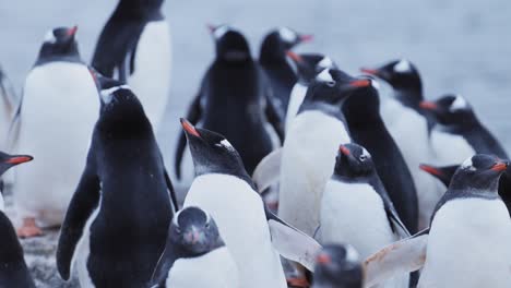 Colonia-De-Pingüinos-Vida-Silvestre-De-La-Antártida,-Grupo-De-Muchos-Pingüinos-Papúa-Acurrucados-Para-Calentarse,-Un-Gran-Grupo-De-Pingüinos-Y-Animales-De-Vacaciones-En-La-Península-Antártica,-En-Paisajes-De-Rocas-Rocosas