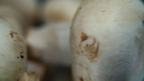 Macro-detailed-video-of-a-pile-of-mushrooms,-RAW-champignons,-WHITE-CAPS-on-a-rotating-stand,-smooth-movement,-slow-motion-120fps
