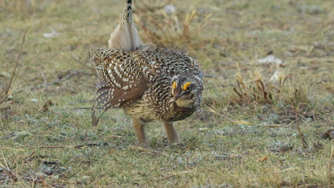 Lone-male-Sharptail-Grouse-dances,-calls-for-females-on-prairie-grass