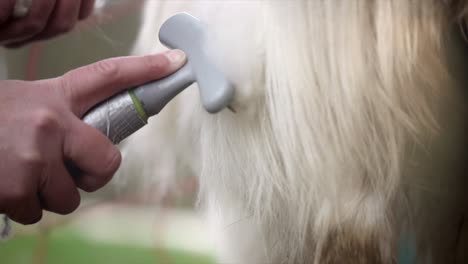 Combing-cashmere-from-sheep