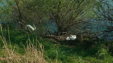 Dos-Cisnes-Adornan-Las-Tranquilas-Orillas-Del-Lago-Jarun,-Zagreb,-En-Medio-De-Una-Exuberante-Vegetación.