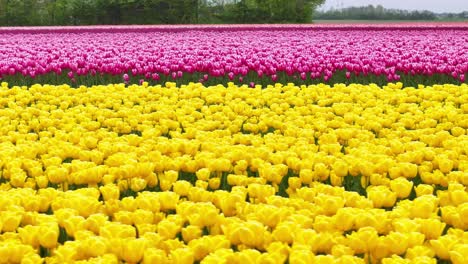 Blühende-Gelbe-Und-Rosa-Tulpen-Im-Feld---Drohne-Seitlich