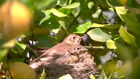 True-thrush-bird-in-nest-feed-babies-chicks