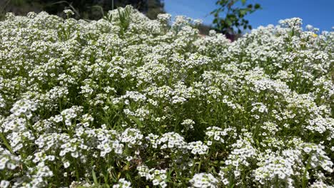 Filmación-De-Un-Agrupamiento-Frondoso-La-Planta-Lobularia-Maritima-También-Llamada-Flor-De-Miel-Con-Flores-Blancas-Que-Se-Mueven-Suavemente-Por-El-Ligero-Flujo-Del-Viento-El-Video-Está-En-Cámara-Lenta-Hay-Un-Cielo-Azul