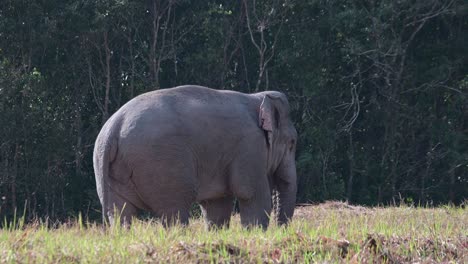 Die-Kamera-Zoomt-Heraus-Und-Zeigt-Dieses-Riesige-Tier,-Das-Sich-Von-Mineralien-Auf-Dem-Boden-Ernährt,-Den-Indischen-Elefanten-Elephas-Maximus-Indicus,-Thailand