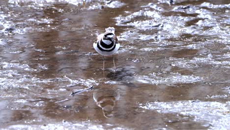 Killdeer-Caminando-En-Marismas