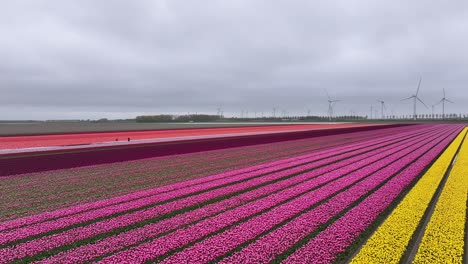 Aerial-View-Of-Tulips-Field-In-Netherlands---Drone-Shot