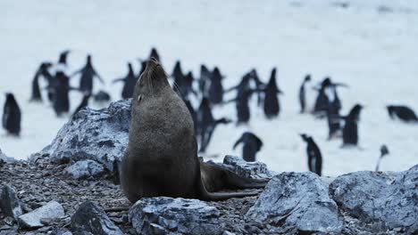 Antarctica-Wildlife-of-Antarctic-Fur-Seal,-Animals-of-Antarctic-Peninsula-lying-on-Rocky-Rocks-on-Mainland-Land,-Close-Up-Portrait-in-Rugged-Landscape-Scenery