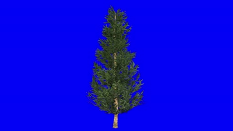 3D-fraser-fir-tree-with-wind-effect-on-blue-screen-3D-animation