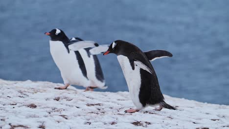 Slow-Motion-Penguins-Walking-on-Snow-in-Antarctica,-Gentoo-Penguins-on-Snowy-Winter-Land-on-Mainland-on-Wildlife-and-Animals-Antarctic-Peninsula-Tour-with-White-Snowy-Scene