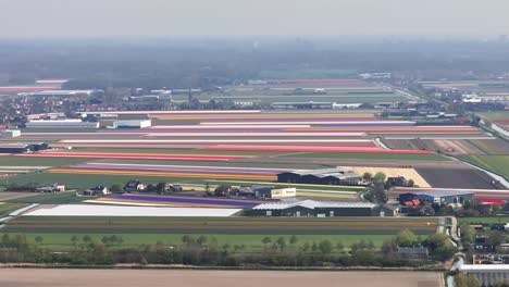 Aerial-trucking-pan-establishes-flower-gardens-of-Lisse-Netherlands
