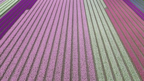 Aerial-bird's-eye-view-pans-across-pastel-colored-perfect-flower-rows-in-Netherlands