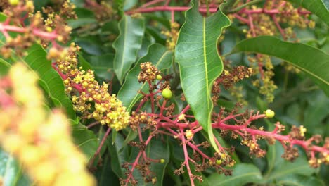 Kleine-Grüne-Mangos-Und-Baumblüten-Wachsen-Bereit,-In-Junge-Tropische-Früchte-Exotisch-Zu-Wachsen