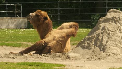 A-Bactrian-camel-lies-chewing-in-the-sun-next-to-a-pile-of-sand-in-an-enclosure-in-a-zoo