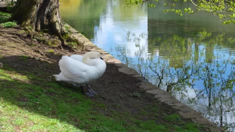 A-solo-swan-grooming-and-cleaning-white-feathers-at-Bishop's-Palace-moat-in-Wells,-Somerset,-England