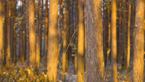 Sideways-cinematic-closeup-of-tree-bark,-warm-sunset-over-Nõva,-Estonia