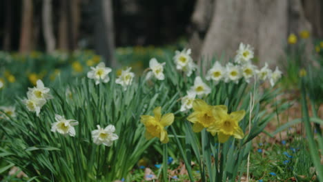 Nahaufnahme-Von-Wilden-Narzissen,-Die-Im-Frühling-Vor-Einem-Baum-Wachsen