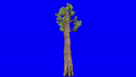 3D-giant-redwood-tree-with-wind-effect-on-blue-screen-3D-animation