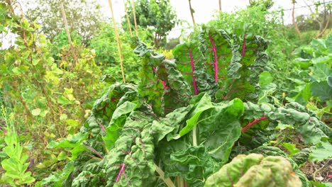 Schöne-Aufnahme-Von-Frischem-Grünkohl-Mit-Violetten-Blattadern-Im-Botanischen-Garten,-Vitamin-K,-Gesundes-Blattgrün