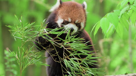 Panda-Rojo-O-Panda-Menor-Comiendo-Hojas-De-Bambú---Primer-Plano-En-Cámara-Lenta