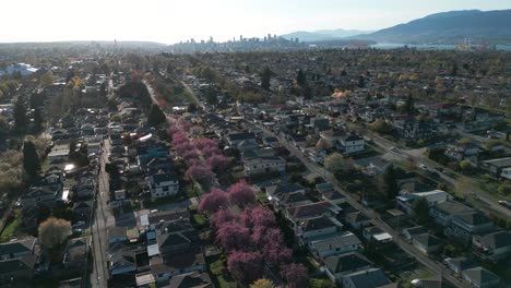 aerial-shot-over-vancovuer-city-neighborhood-with-vancouver-city-in-the-background-and-cherry-blossom-in-the-foreground-during-spring-on-a-sunny-day,-british-columbia,-canada
