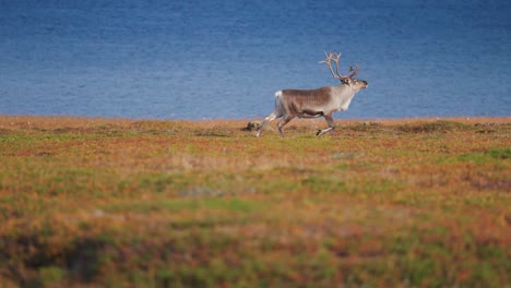 A-lone-reindeer-roams-grazing-through-the-autumn-tundra-on-the-shore-of-the-fjord