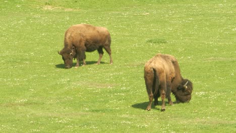 Two-bison-grazing-on-a-green-meadow-in-the-sun-in-an-enclosure-in-a-zoo