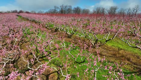 Luftdrohnenansicht-Von-Rosa-Blüten-Auf-Kirsch-,-Apfel-,-Pfirsich--Und-Nektarinenbäumen-Im-Obstgarten-An-Einem-Wunderschönen-Sonnigen-Frühlingsmorgen