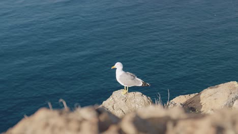 Seagull-Standing-on-the-Cliff,-Ocean-View