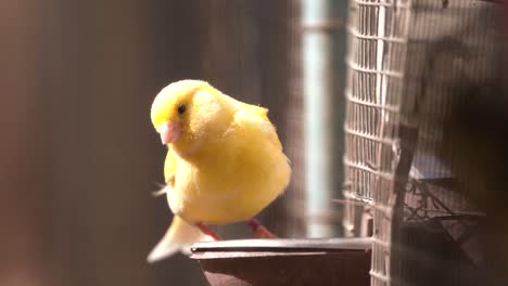 Zwitschernder-Atlantischer-Kanarienvogel,-Singen,-Serinus-Canaria,-Kanarienvögel,-Inselkanarienvogel,-Kanarienvogel-Oder-Gewöhnliche-Kanarienvögel,-Die-Auf-Einem-Elektrischen-Draht-Thront