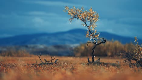 Twisted-birch-tree-in-the-colorful-autumn-tundra