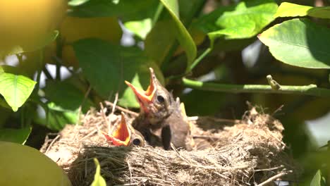 True-thrush-bird-in-nest-feed-babies-chicks