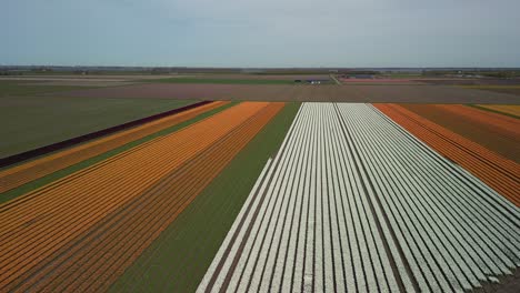 Tulip-fields,-orange,-yellow,-white-and-green,-descending-drone
