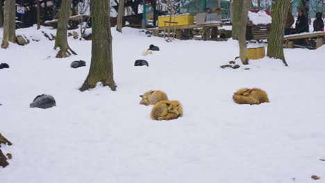 Slow-motion-Pan-to-the-right-over-snowy-field-with-foxes-in-4k