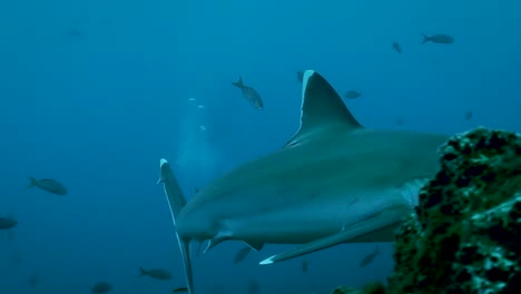 El-Tiburón-Punta-Blanca-Rápidamente-Se-Esconde-Nadando-Entre-Peces-Y-Buzos
