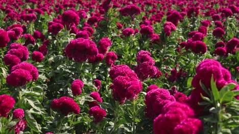 Footage-of-a-vibrant-velvet-flower-field-landscape